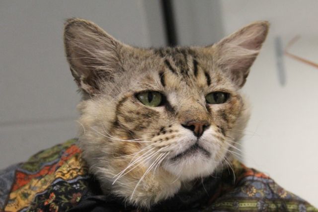 Adopt a friend: Frankie